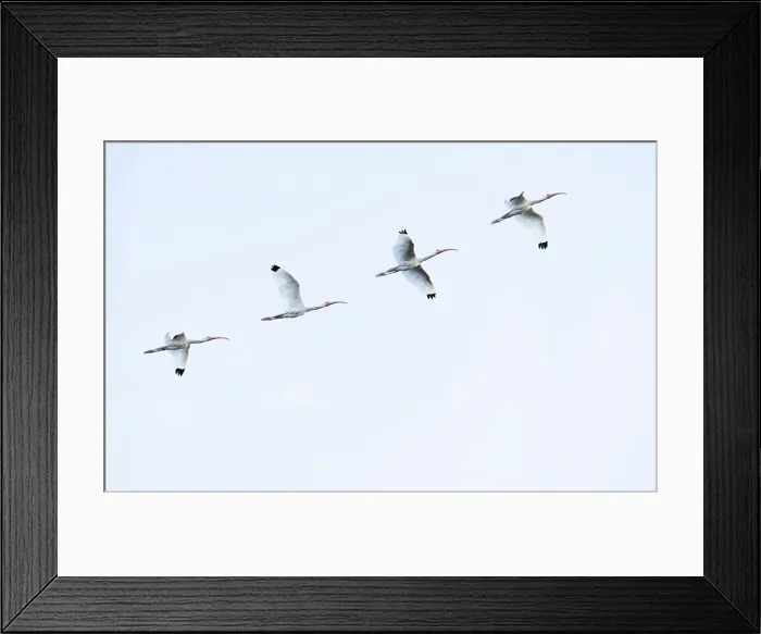 Framed Print : Flock of American White Ibises Framed Print : Flock of American White Ibises