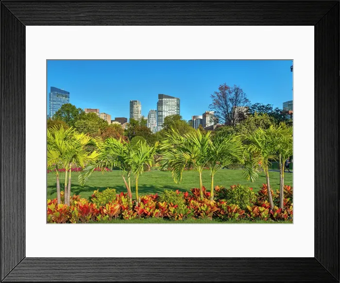 Framed Print : Massachusetts, Boston, skyline seen from Public Garden Framed Print : Massachusetts, Boston, skyline seen from Public Garden