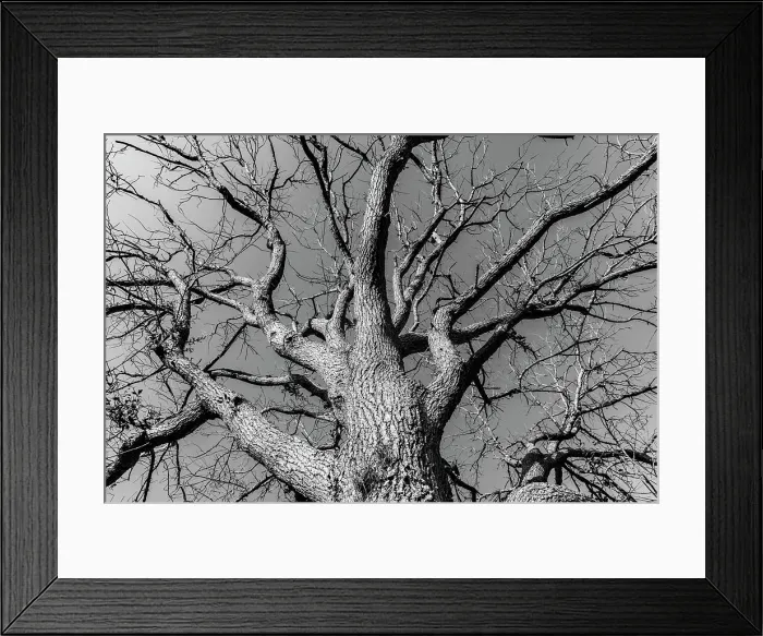 Framed Print : Bare tree Framed Print : Bare tree