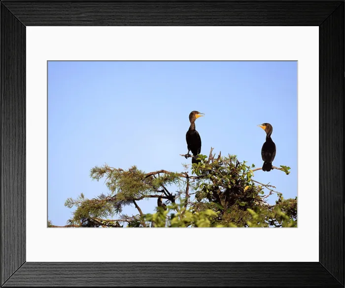 Framed Print : Two double crested cormorants communicating to each other