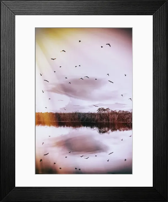 Framed Print : Flock of birds in the Everglades Framed Print : Flock of birds in the Everglades
