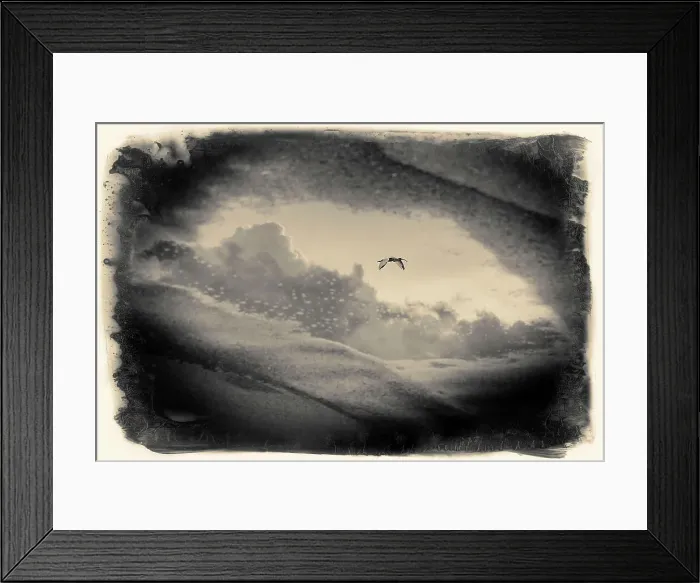 Framed Print : Reflection of an American White Ibis in flight, seen in puddle Framed Print : Reflection of an American White Ibis in flight, seen in puddle