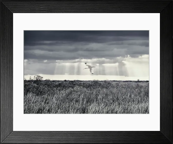 Framed Print : American White Ibis flying over the Everglades Framed Print : American White Ibis flying over the Everglades