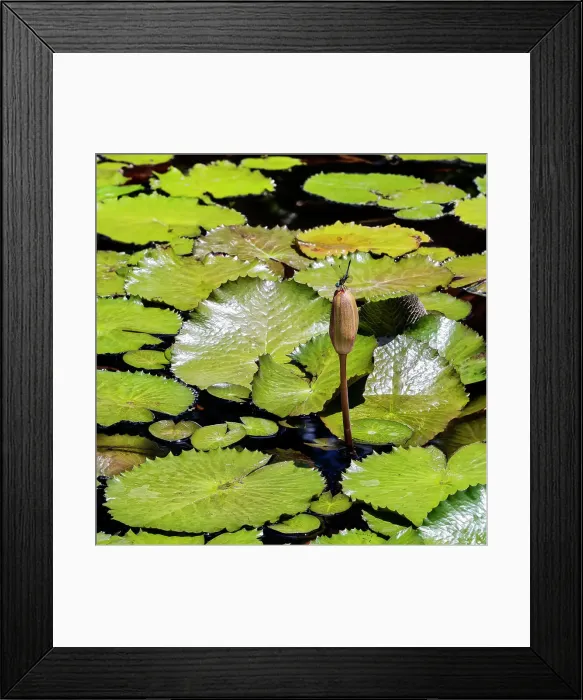 Framed Print : Water lily with dragonfly Framed Print : Water lily with dragonfly