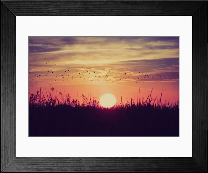 Framed Print : Beautiful sunset with flock of birds flying over sun Framed Print : Beautiful sunset with flock of birds flying over sun
