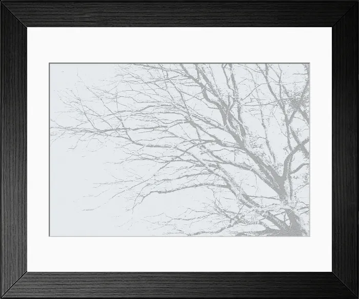 Framed Print : Branch Art