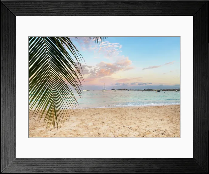 Framed Print : Barbados, Pebbles Beach, hanging palm leaf at the beach Framed Print : Barbados, Pebbles Beach, hanging palm leaf at the beach
