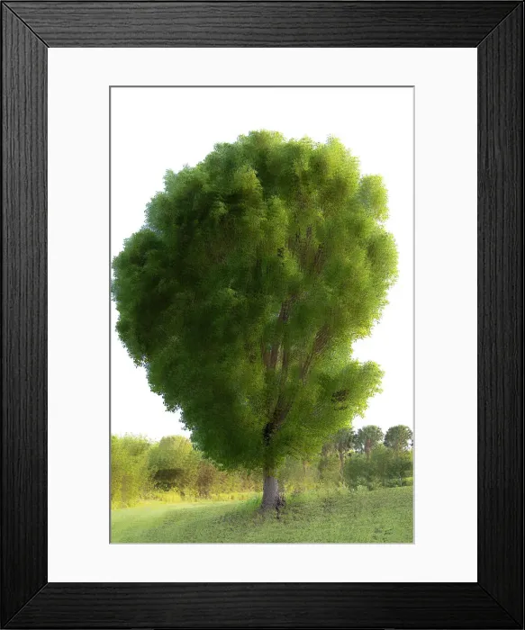 Framed Print : Abstract of tree in the middle of a field Framed Print : Abstract of tree in the middle of a field