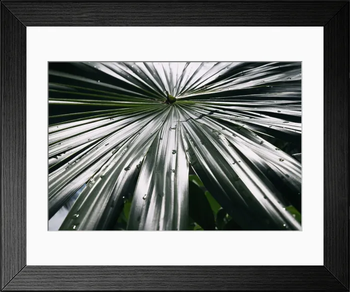 Framed Print : Closeup of waterdrops on palm leaf Framed Print : Closeup of waterdrops on palm leaf