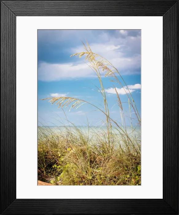 Framed Print : Tall tropical grass by the ocean Framed Print : Tall tropical grass by the ocean