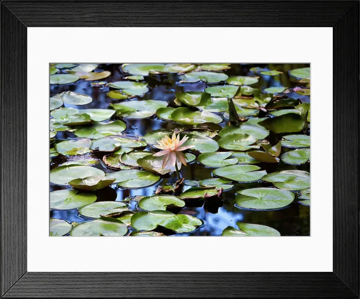 Framed Print : Water lily Framed Print : Water lily