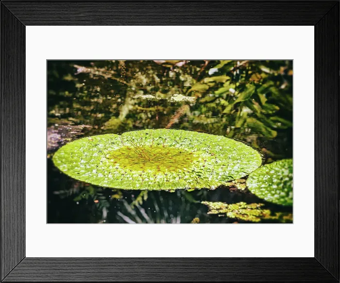 Framed Print : Giant lily pad Framed Print : Giant lily pad