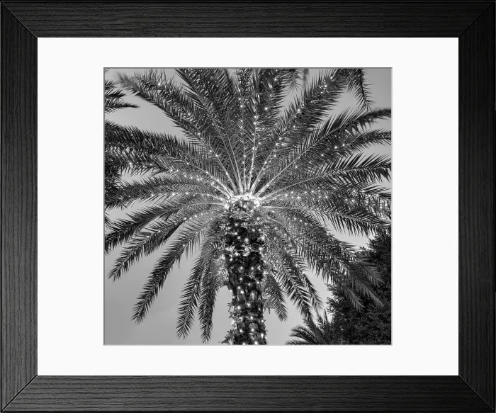 Framed Print : Palm trees with lights at night