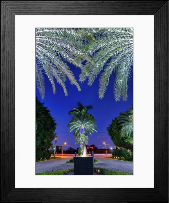 Framed Print : Florida, Boca Raton, palm trees with lights Framed Print : Florida, Boca Raton, palm trees with lights