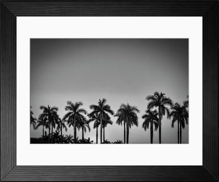 Framed Print : Silhouette of palm trees at sunset Framed Print : Silhouette of palm trees at sunset