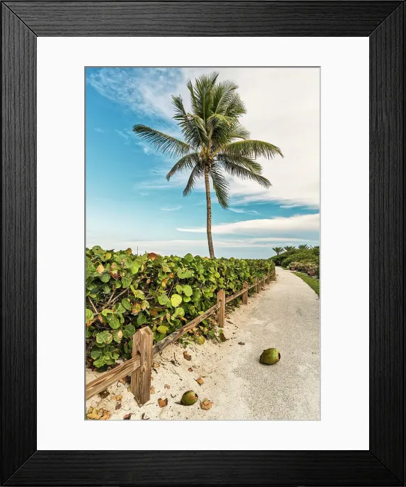 Framed Print : Palm tree at the beach with walkway