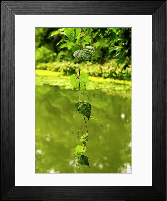Framed Print : New York City, Brooklyn, Prospect Park, dangling vine Framed Print : New York City, Brooklyn, Prospect Park, dangling vine