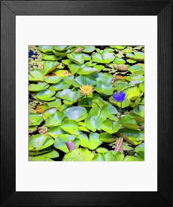 Framed Print : Water Lilies Framed Print : Water Lilies