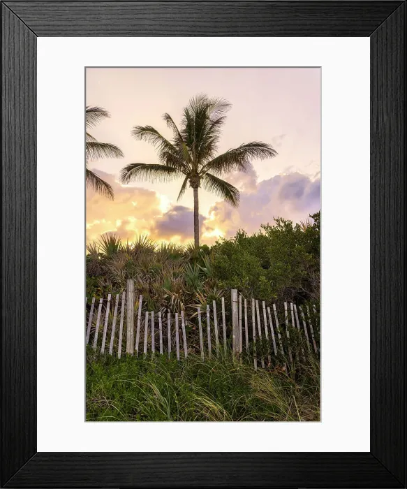 Framed Print : Palm tree with wooden picket fence at sunset Framed Print : Palm tree with wooden picket fence at sunset