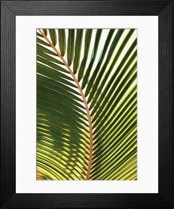 Framed Print : Curved palm frond Framed Print : Curved palm frond