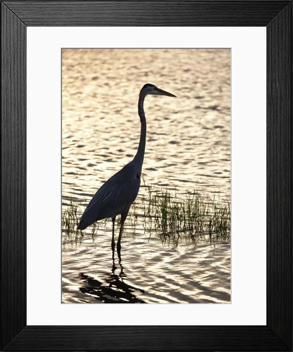 Framed Print : Silhouette of Great Blue Heron Framed Print : Silhouette of Great Blue Heron