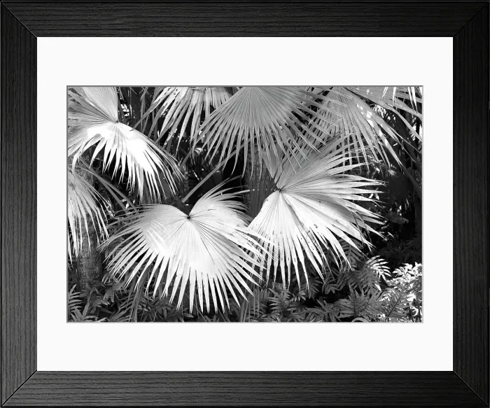 Framed Print : Fan palms