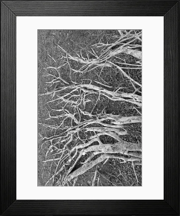 Framed Print : Sprawling roots on a banyan tree Framed Print : Sprawling roots on a banyan tree