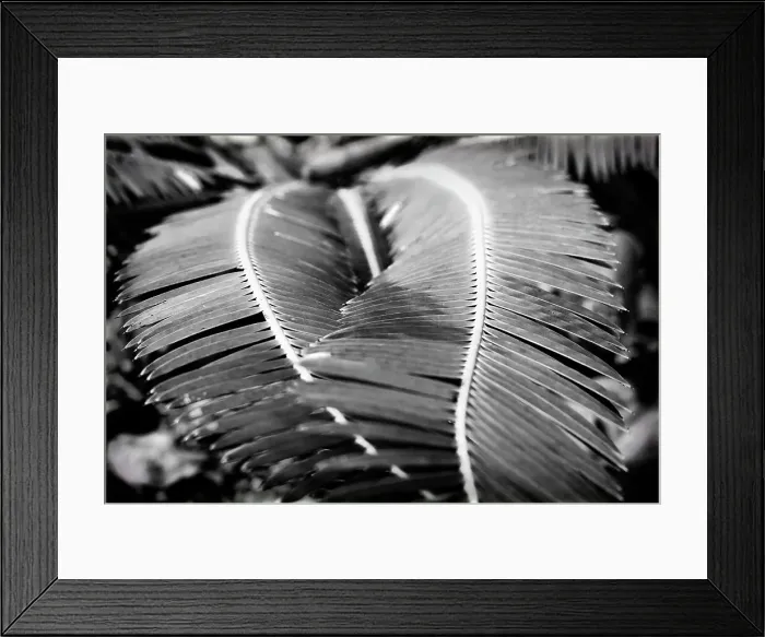 Framed Print : 2 plant fronds forming a heart Framed Print : 2 plant fronds forming a heart