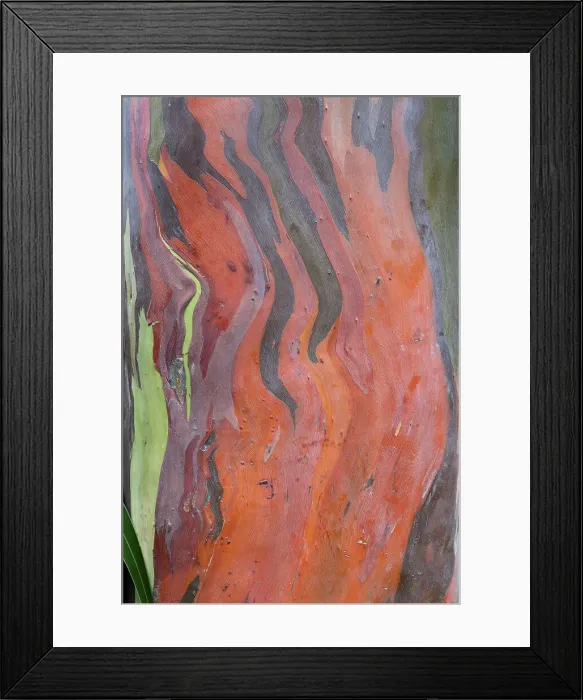 Framed Print : Closeup of the colors and patterns of a eucalyptus tree Framed Print : Closeup of the colors and patterns of a eucalyptus tree