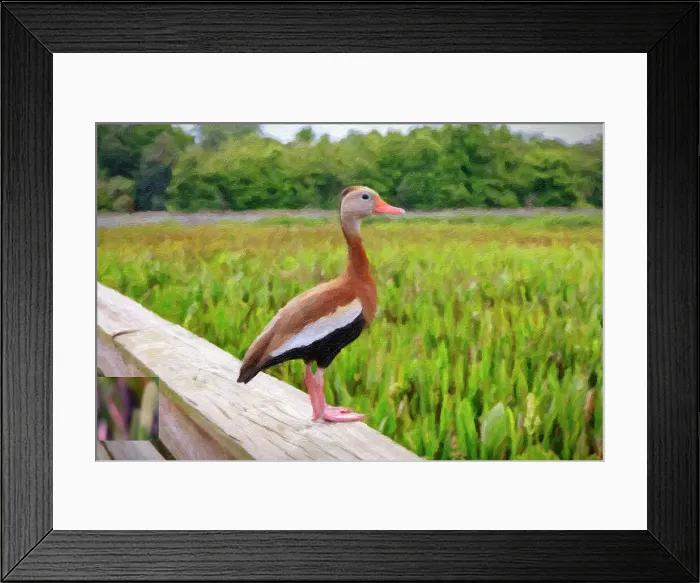Framed Print : Oil painting of Black-Bellied Whistling-Duck Framed Print : Oil painting of Black-Bellied Whistling-Duck