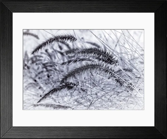 Framed Print : Closeup of fountain grass Framed Print : Closeup of fountain grass