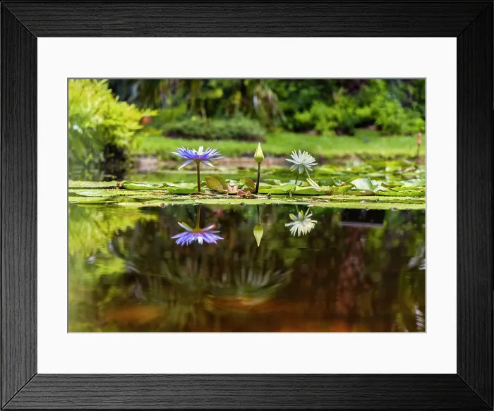 Framed Print : Water Lilies Framed Print : Water Lilies