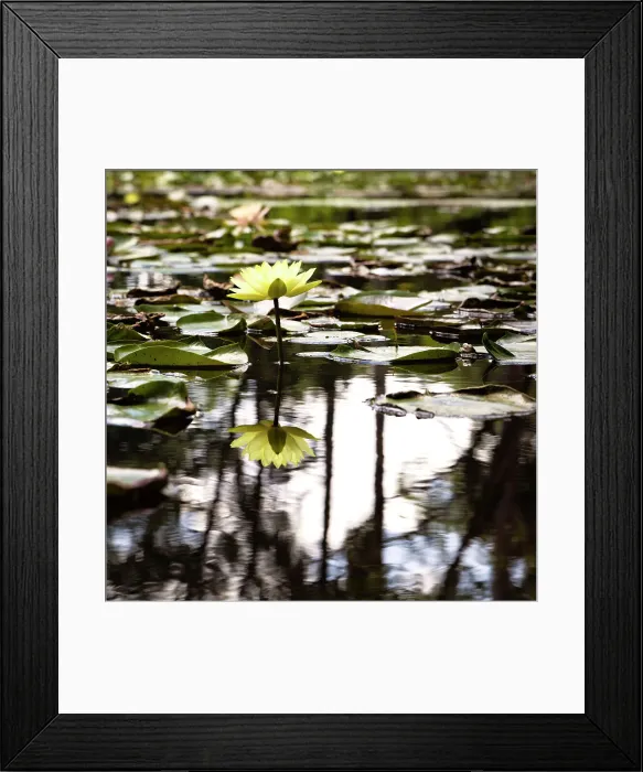 Framed Print : Water Lily Framed Print : Water Lily