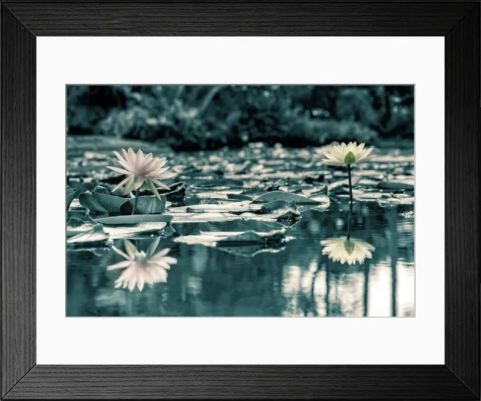 Framed Print : Water Lilies