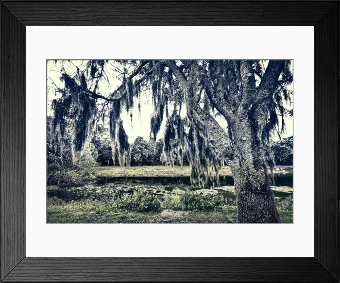 Framed Print : Spanish moss hanging on oak tree near lake Framed Print : Spanish moss hanging on oak tree near lake