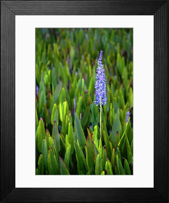 Framed Print : Florida, Boynton Beach, Green Cay Nature Center & Wetlands, field Pickerelweed Framed Print : Florida, Boynton Beach, Green Cay Nature Center & Wetlands, field Pickerelweed