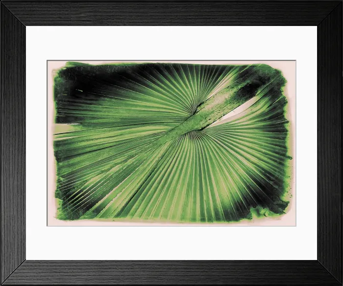 Framed Print : Artistic view of palm frond Framed Print : Artistic view of palm frond