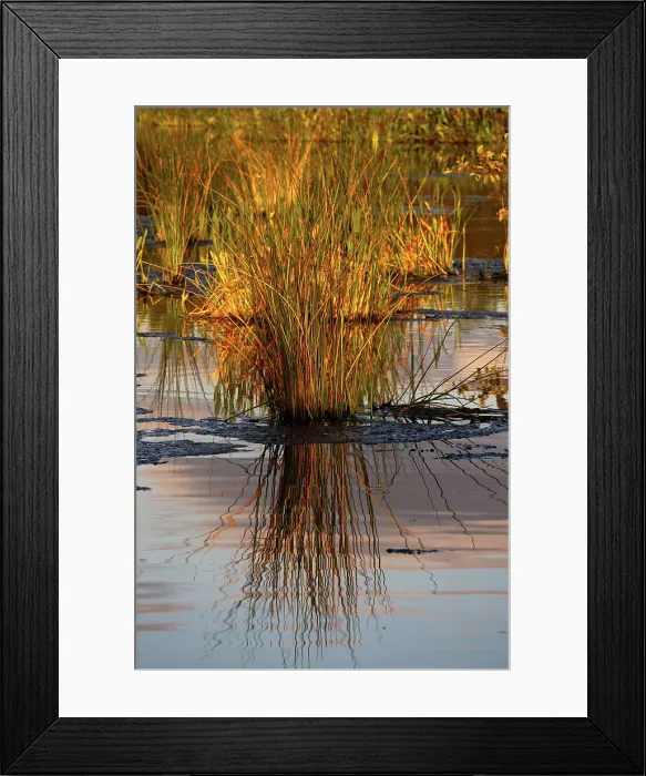 Framed Print : Seagrass reflecting over water Framed Print : Seagrass reflecting over water