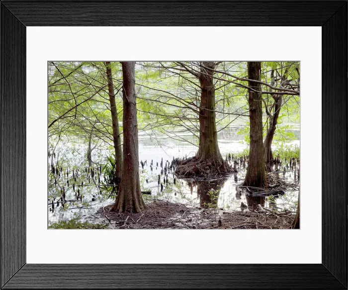 Framed Print : Swamp with trees