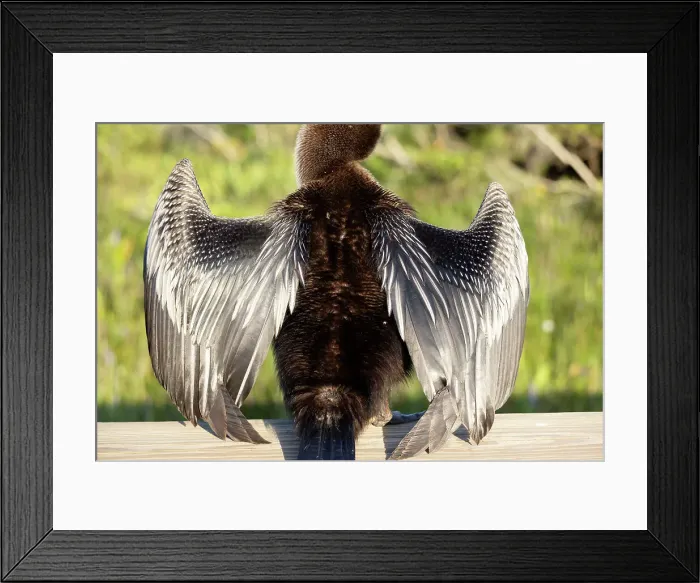 Framed Print : Close up of an Anhinga's feathers