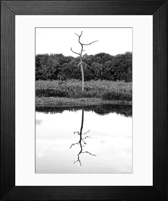 Framed Print : Artistic view of bare tree reflecting over water Framed Print : Artistic view of bare tree reflecting over water
