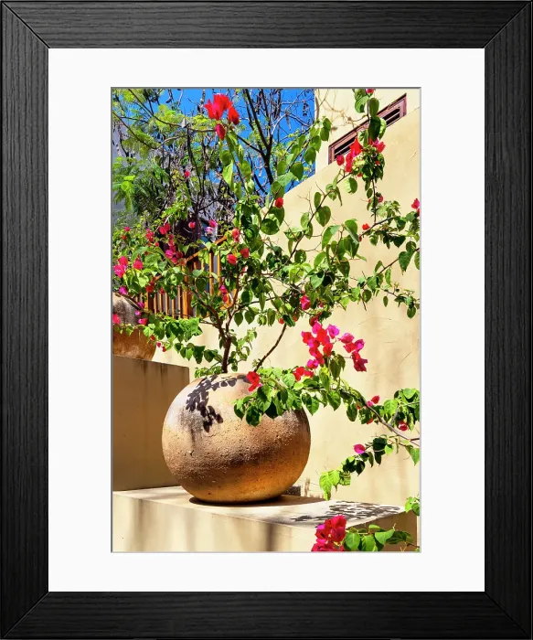 Framed Print : Azalea on a Planter Framed Print : Azalea on a Planter