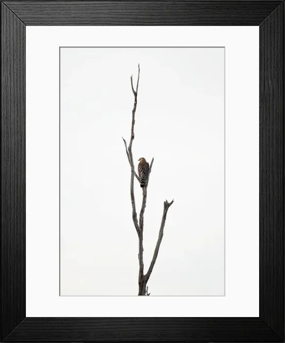 Framed Print : Red-Shouldered Hawk perched on a bare branch Framed Print : Red-Shouldered Hawk perched on a bare branch