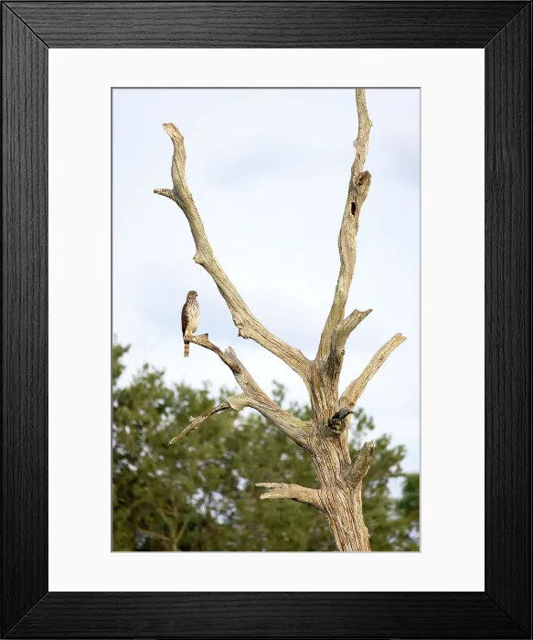 Framed Print : Cooper's Hawk on bare tree