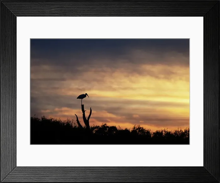 Framed Print : Stork on top of wooden stump Framed Print : Stork on top of wooden stump