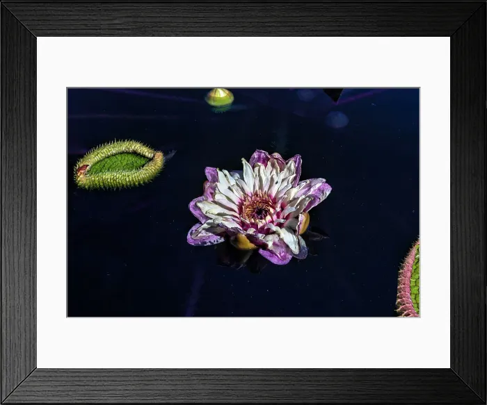 Framed Print : Canada, Quebec, Montreal, Montreal Botanical Garden, aquatic flowers Framed Print : Canada, Quebec, Montreal, Montreal Botanical Garden, aquatic flowers