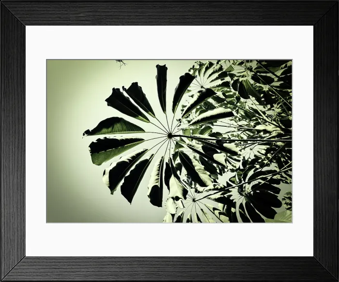 Framed Print : Tree leaves Framed Print : Tree leaves