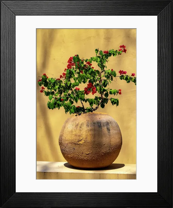 Framed Print : Planter with azalea plant Framed Print : Planter with azalea plant