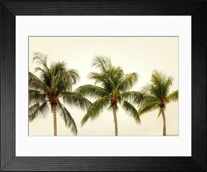 Framed Print : Palm Trees Framed Print : Palm Trees