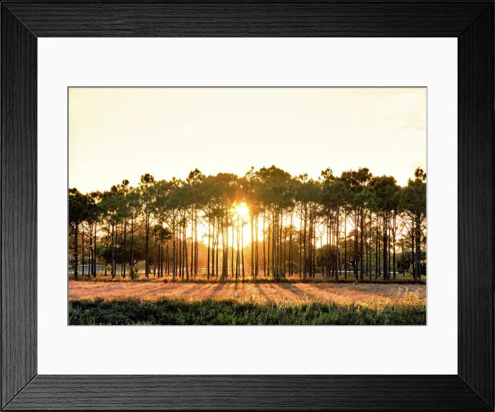 Framed Print : Row of trees at sunset